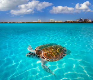 Stingray City Tours: The Ultimate Grand Cayman Adventure